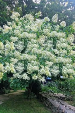 Tardiva Hydrangea - 3 Gallon Pot -SHRUBS and BUSHES Store Hydrangea Tardiva 16