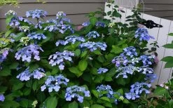 Twist-N-Shout Endless Summer Hydrangea - 3 Gallon Pot 11 Twist-N-Shout Endless Summer Hydrangea - 3 Gallon Pot -SHRUBS and BUSHES Store Hydrangea Twist N Shout Blue Flowers 3 1