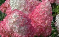 Vanilla Strawberry Hydrangea - 1 Gallon Pot -SHRUBS and BUSHES Store Hydrangea Vanilla Strawberry 2