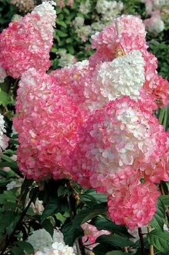 Vanilla Strawberry Hydrangea - 1 Gallon Pot -SHRUBS and BUSHES Store Hydrangea Vanilla Strawberry BS