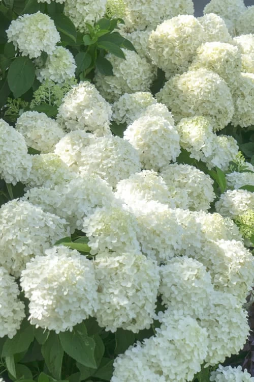 White Wedding Hydrangea - 3 Gallon Pot 6 White Wedding Hydrangea - 3 Gallon Pot - Image 4
