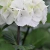 Zebra Hydrangea - 3 Gallon Pot 2 Zebra Hydrangea - 3 Gallon Pot -SHRUBS and BUSHES Store Hydrangea Zebra 500x750 1
