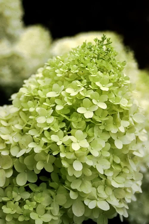 Limelight PeeGee Hydrangea - 7 Gallon Pot (3-4') 6 Limelight PeeGee Hydrangea - 7 Gallon Pot (3-4') - Image 4
