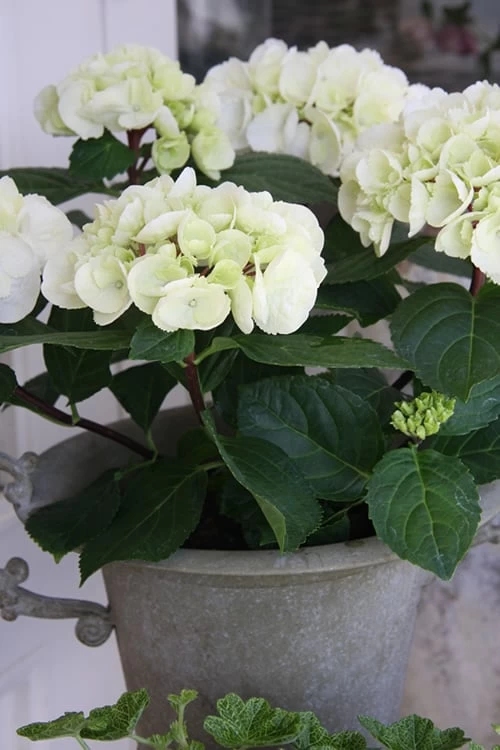 Zebra Hydrangea - 3 Gallon Pot 7 Zebra Hydrangea - 3 Gallon Pot - Image 5