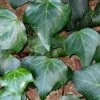Algerian Ivy - Hedera Helix - 6 Pack Of Pint Pots -SHRUBS and BUSHES Store Ivy Algerian 500x750 2