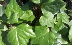 Algerian Ivy - Hedera Helix - 6 Pack Of Pint Pots -SHRUBS and BUSHES Store Ivy Algerian Closeup 1