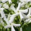 Confederate Jasmine Vine (Trachelospermum Jasminoides) - 6 Pack Of 1 Gallon Pots -SHRUBS and BUSHES Store Jasmine Confederate 500x750 1
