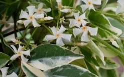 Variegated Confederate Jasmine - Trachelospermum Jasminoides - 3 Gallon Pot 15 Variegated Confederate Jasmine - Trachelospermum Jasminoides - 3 Gallon Pot -SHRUBS and BUSHES Store Jasmine Confederate Variegated Flowers