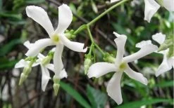 Confederate Jasmine Vine (Trachelospermum Jasminoides) - 6 Pack Of 1 Gallon Pots -SHRUBS and BUSHES Store Jasmine Confederate Vine