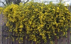 Duet Yellow Jasmine (Jessamine) - 2 Gallon Pot -SHRUBS and BUSHES Store Jasmine Duet On Fence