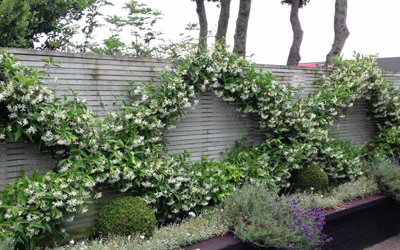 Madison Confederate Jasmine - 3 Gallon Pot 6 Madison Confederate Jasmine - 3 Gallon Pot - Image 4