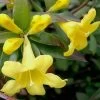 Swamp Carolina Jasmine (Jessamine) - Gelsemium Rankinii - 2 Gallon Pot -SHRUBS and BUSHES Store Jasmine Rankinii Swamp Jessamine 10