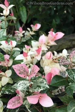 Snow N Summer Asiatic Jasmine - 6 Pack Of 1 Gallon Pots -SHRUBS and BUSHES Store Jasmine Snow n Summer 20