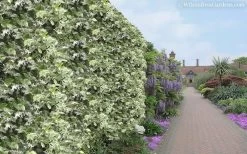 Variegated Confederate Jasmine - Trachelospermum Jasminoides - 3 Gallon Pot 14 Variegated Confederate Jasmine - Trachelospermum Jasminoides - 3 Gallon Pot -SHRUBS and BUSHES Store Jasmine Variegated Confederate 11