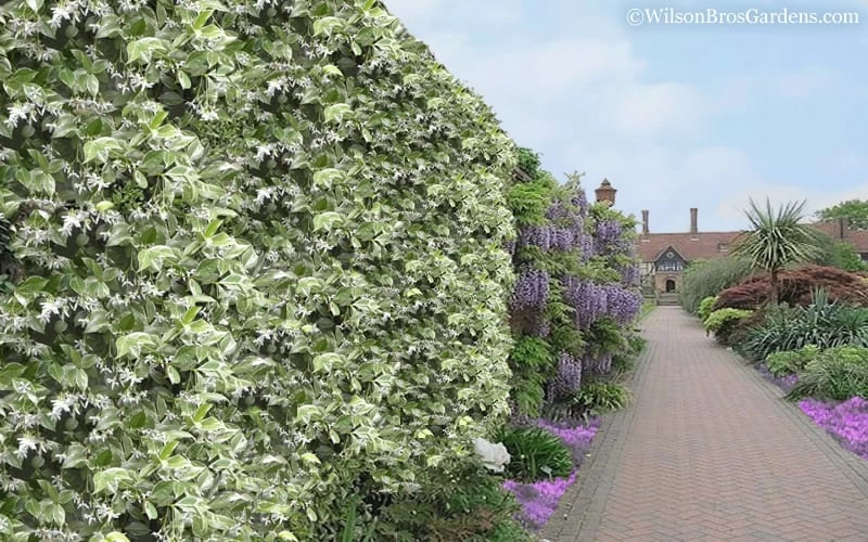 Variegated Confederate Jasmine - Trachelospermum Jasminoides - 3 Gallon Pot 8 Variegated Confederate Jasmine - Trachelospermum Jasminoides - 3 Gallon Pot - Image 6