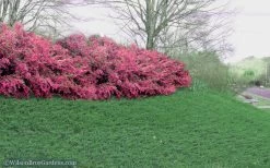 Blue Pacific Juniper - 2 Gallon Pot -SHRUBS and BUSHES Store Juniper Blue Pacific 16