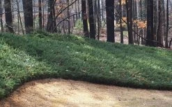 Blue Pacific Juniper - 2 Gallon Pot -SHRUBS and BUSHES Store Juniper Blue Pacific