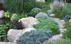 Blue Star Juniper - 3 Gallon Pot -SHRUBS and BUSHES Store Juniper Blue Star 14 2