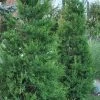 Hetzi Columnar Juniper - 3 Gallon Pot 1 Hetzi Columnar Juniper - 3 Gallon Pot -SHRUBS and BUSHES Store Juniper Hetzi Column 500x750 1