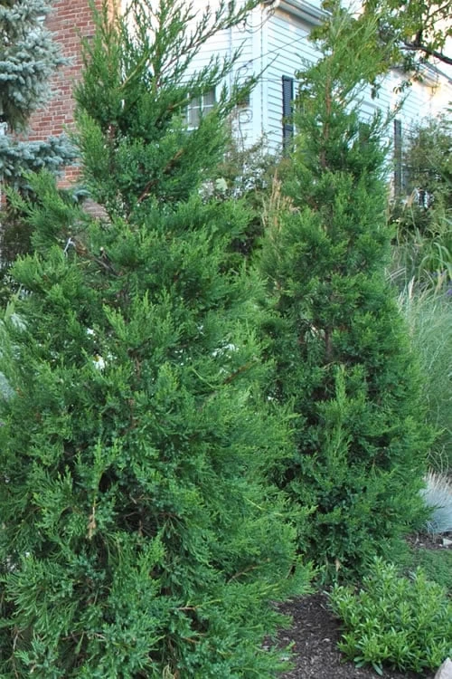 Hetzi Columnar Juniper - 7 Gallon Pot (5-6') 3 Hetzi Columnar Juniper - 7 Gallon Pot (5-6')