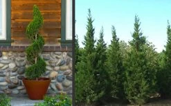 Hetzi Columnar Juniper - 7 Gallon Pot (5-6') 10 Hetzi Columnar Juniper - 7 Gallon Pot (5-6') -SHRUBS and BUSHES Store Juniper Hetzi Columnar Landscape 2 1