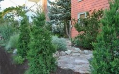 Hetzi Columnar Juniper - 3 Gallon Pot -SHRUBS and BUSHES Store Juniper Hetzi Columnar Landscape