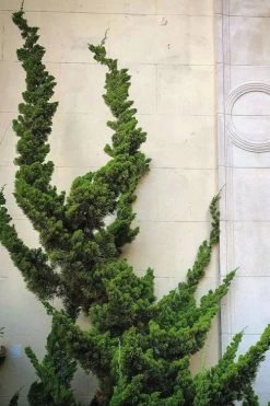 Hollywood Torulosa Juniper - 7 Gallon Pot (4-5') -SHRUBS and BUSHES Store Juniper Hollywood 12