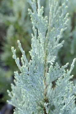 Moonglow Pyramidal Blue Juniper - 7 Gallon Pot (3-4') -SHRUBS and BUSHES Store Juniper Moonglow 3