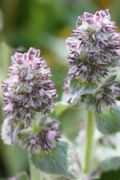 Silky Fleece Dwarf Lambs Ear (Stachys Byzantina) - 10 Pack Of Quarts Pots 13 Silky Fleece Dwarf Lambs Ear (Stachys Byzantina) - 10 Pack Of Quarts Pots -SHRUBS and BUSHES Store Lambs Ear Silky Fleece 5