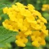 New Gold Hardy Lantana - 6 Pack Of 1 Gallon Pots -SHRUBS and BUSHES Store Lantana New Gold 13