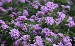 Trailing Lavender Lantana - 1 Gallon Pot 17 Trailing Lavender Lantana - 1 Gallon Pot -SHRUBS and BUSHES Store Lantana Trailing Lavender 2
