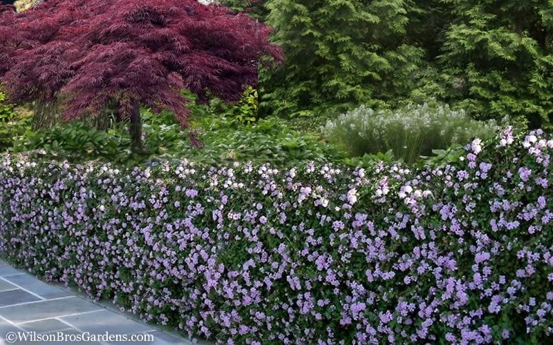 Trailing Lavender Lantana - 1 Gallon Pot 9 Trailing Lavender Lantana - 1 Gallon Pot - Image 7