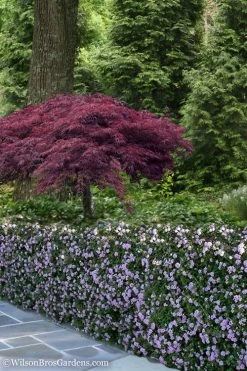 Trailing Lavender Lantana - 1 Gallon Pot 14 Trailing Lavender Lantana - 1 Gallon Pot -SHRUBS and BUSHES Store Lantana Trailing Lavender 23