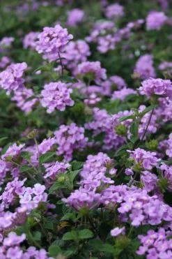 Trailing Lavender Lantana - 1 Gallon Pot 15 Trailing Lavender Lantana - 1 Gallon Pot -SHRUBS and BUSHES Store Lantana Trailing Lavender 500x750 1