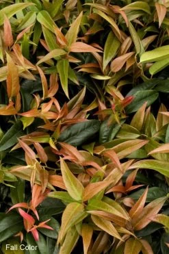 Scarletta Fetterbush - Leucothoe Fontanesiana 'Zeblid' - 1 Gallon Pot -SHRUBS and BUSHES Store Leucothoe Scarletta 2