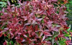 Scarletta Fetterbush - Leucothoe Fontanesiana 'Zeblid' - 1 Gallon Pot -SHRUBS and BUSHES Store Leucothoe Scarletta 5