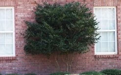 Wavy Leaf Ligustrum Recurvifolium - 1 Gallon Pot -SHRUBS and BUSHES Store Ligustrum Recurvifolia Curly Leaf Tree Form