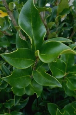 Wavy Leaf Ligustrum Recurvifolium - 1 Gallon Pot -SHRUBS and BUSHES Store Ligustrum Recurvifolium 10