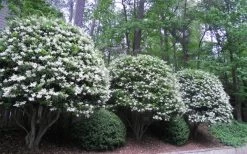 Wavy Leaf Ligustrum Recurvifolium - 1 Gallon Pot -SHRUBS and BUSHES Store Ligustrum Recurvifolium 5