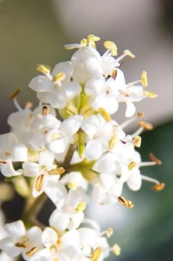 Wavy Leaf Ligustrum Recurvifolium - 1 Gallon Pot -SHRUBS and BUSHES Store Ligustrum Recurvifolium 8