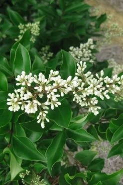 Wavy Leaf Ligustrum Recurvifolium - 1 Gallon Pot -SHRUBS and BUSHES Store Ligustrum Recurvifolium Rev 500x750 1