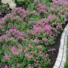 Bloomerang Dwarf Purple Lilac - 3 Gallon Pot