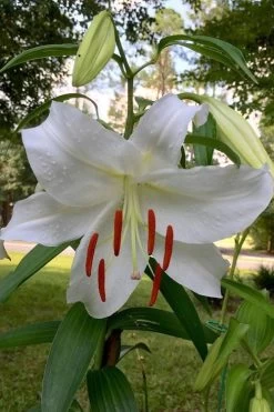 Casablanca Oriental Lily - 1 Gallon Pot 13 Casablanca Oriental Lily - 1 Gallon Pot -SHRUBS and BUSHES Store Lilium Casablanca 1