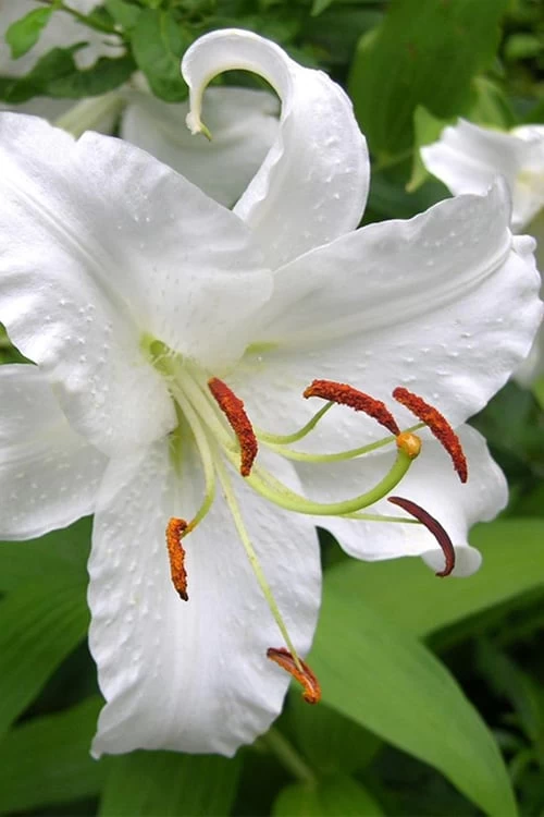 Casablanca Oriental Lily - 1 Gallon Pot 3 Casablanca Oriental Lily - 1 Gallon Pot