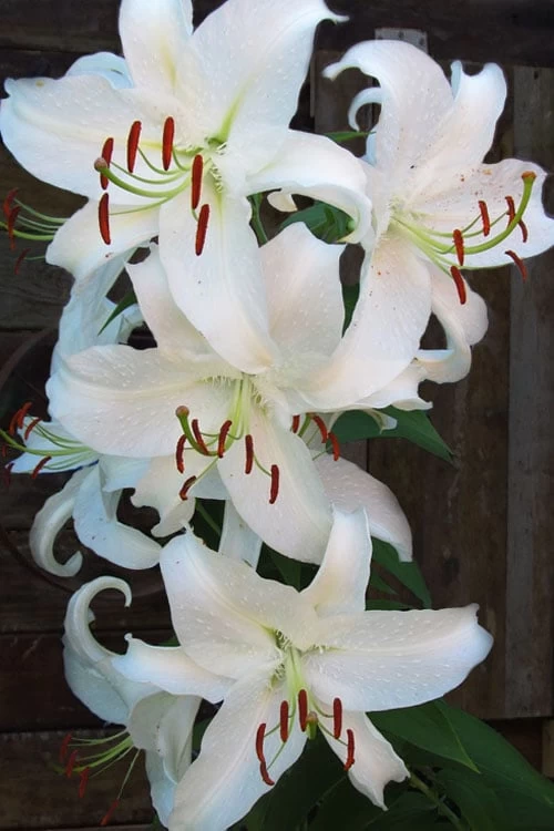 Casablanca Oriental Lily - 1 Gallon Pot 10 Casablanca Oriental Lily - 1 Gallon Pot - Image 8