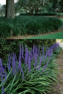 Big Blue Lilyturf - Liriope Muscari - 18 Count Flat Of Pint Pots -SHRUBS and BUSHES Store Liriope Big Blue 13 1