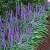 Big Blue Lilyturf - Liriope Muscari - 18 Count Flat Of Pint Pots