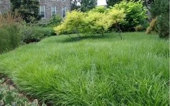 Creeping Lilyturf (Liriope Spicata) - 36 Pack Of 3.5" Pint Pots 11 Creeping Lilyturf (Liriope Spicata) - 36 Pack Of 3.5" Pint Pots -SHRUBS and BUSHES Store Liriope Creeping Landscape 1