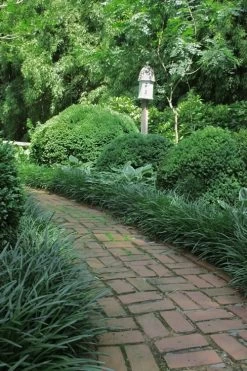 Emerald Goddess Liriope (Lilyturf) - 6-Pack Of 1 Gallon Pots -SHRUBS and BUSHES Store Liriope Emerald Goddess 2