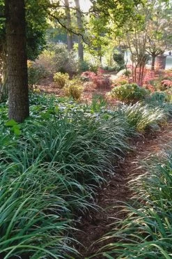 Emerald Goddess Liriope (Lilyturf) - 6-Pack Of 1 Gallon Pots -SHRUBS and BUSHES Store Liriope Emerald Goddess 500x750 1